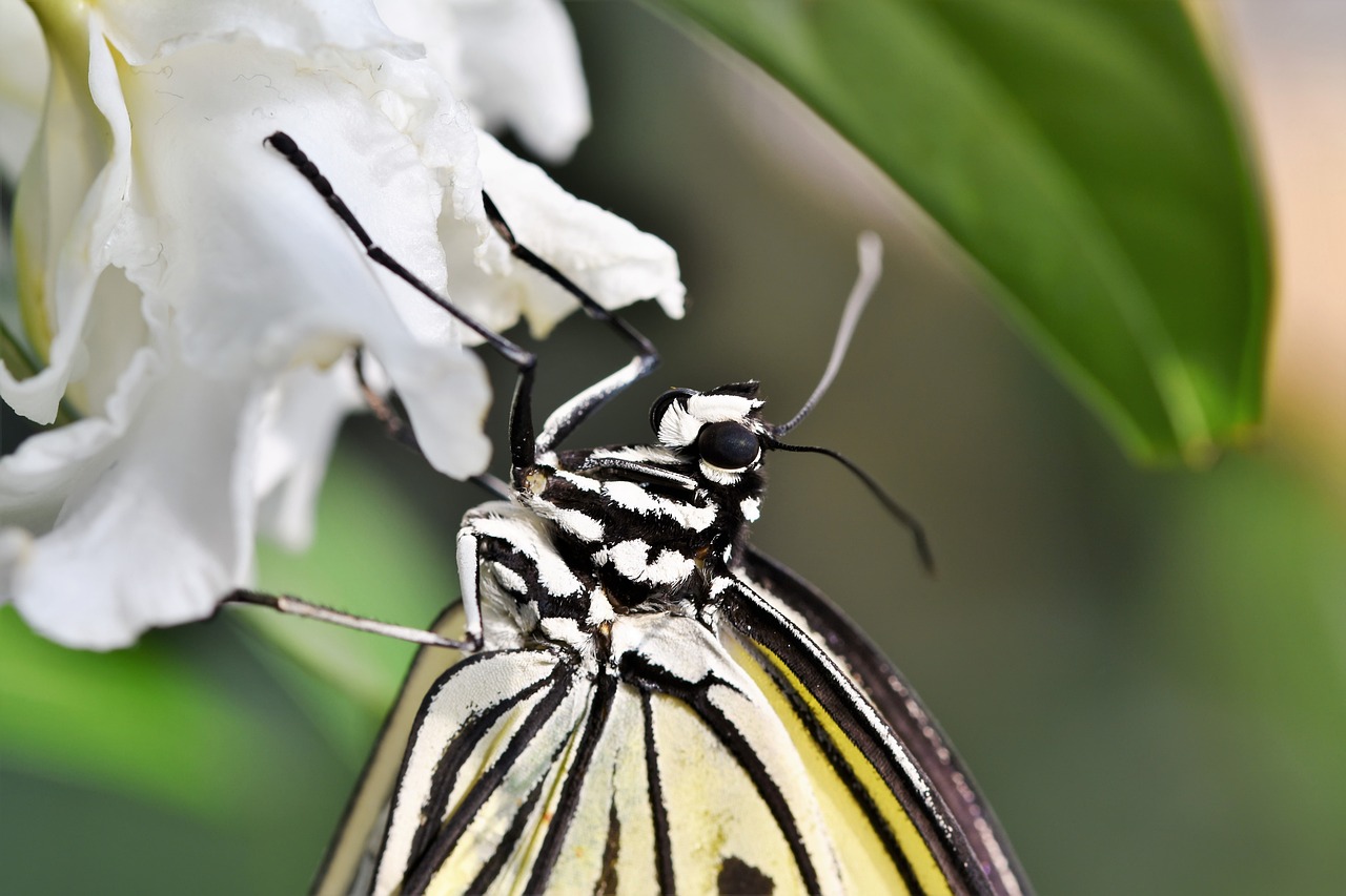 How to Create a Butterfly-Friendly Backyard